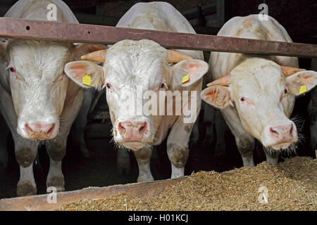 Bovins CHAROLAIS (Bos primigenius f. taurus), trois bêtes dans le Charolais, stable Vue avant, Allemagne Banque D'Images