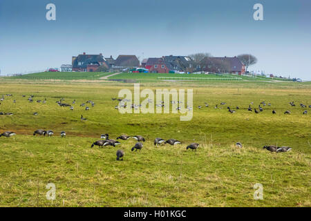 La Bernache cravant (Branta bernicla), Bernache cravant sur Hallig Hooge, Allemagne, Schleswig-Holstein, Hallig Hooge Banque D'Images