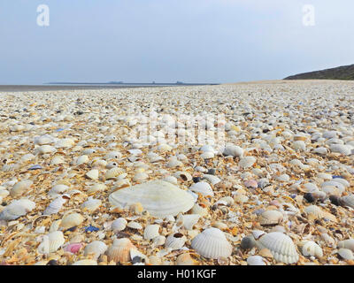 Les coquillages sur la côte de la mer du Nord, Hallig Hooge, Allemagne, Schleswig-Holstein, Hallig Hooge Banque D'Images