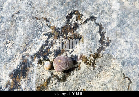 Bigorneaux, winkle winkle comestibles, commune (Littorina littorea), l'alimentation des traces à un rocher, l'Allemagne, Schleswig-Holstein, dans le Nord de la Frise, Hallig Hooge Banque D'Images