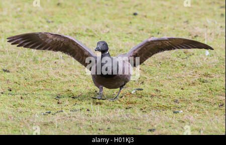 La Bernache cravant (Branta bernicla), l'atterrissage dans un pré, Allemagne, Schleswig-Holstein, dans le Nord de la Frise, Hallig Hooge Banque D'Images