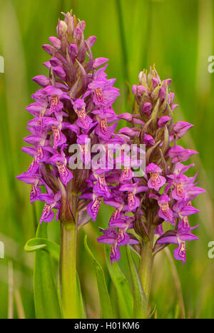 Au début de l'ouest des marais (Dactylorhiza incarnata), blooming, Allemagne, Bavière, Oberbayern, Haute-Bavière, Murnauer Moos Banque D'Images