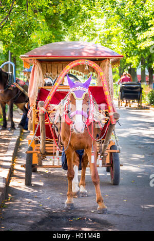 Transport de chevaux à Suzdal, anneau d'or, Russie Banque D'Images