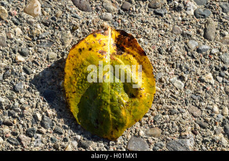 Belle feuille d'automne avec les gouttelettes d'eau Banque D'Images