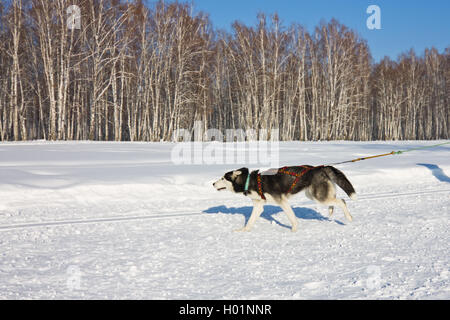 Chien Husky dans le faisceau d'exécution dans la neige Banque D'Images