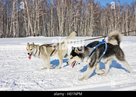 Chien Husky dans le faisceau d'exécution dans la neige Banque D'Images