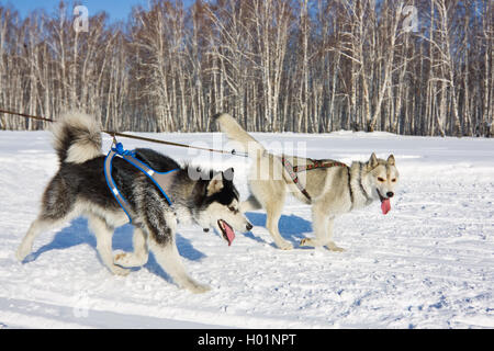 Chien Husky dans le faisceau d'exécution dans la neige Banque D'Images