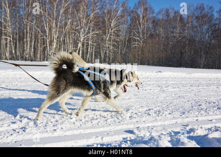 Chien Husky dans le faisceau d'exécution dans la neige Banque D'Images