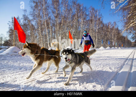 Chien Husky dans le faisceau d'exécution dans la neige Banque D'Images