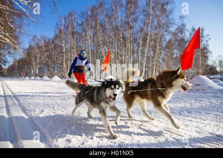 Chien Husky dans le faisceau d'exécution dans la neige Banque D'Images