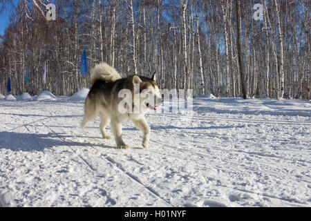 Chien Husky dans le faisceau d'exécution dans la neige Banque D'Images