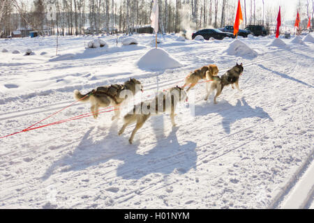Chien Husky dans le faisceau d'exécution dans la neige Banque D'Images