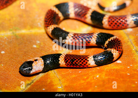 Alle's Coral Snake (Micrurus alleni), Portrait, Costa Rica Banque D'Images