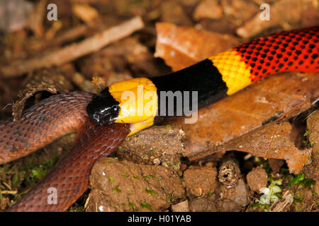 Costa Rica (serpent corail Micrurus) mosquitensis, mord un autre serpent, Costa Rica Banque D'Images