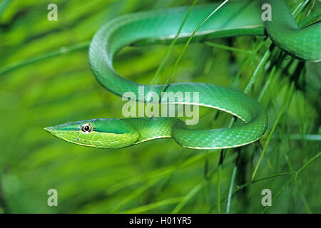 Serpent de vigne verte (Oxybelis fulgidus), vents, Costa Rica Banque D'Images