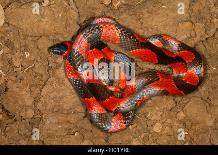 Calico bagués (Oxyrhopus petola de serpent), rolled-up sur le terrain, Costa Rica Banque D'Images