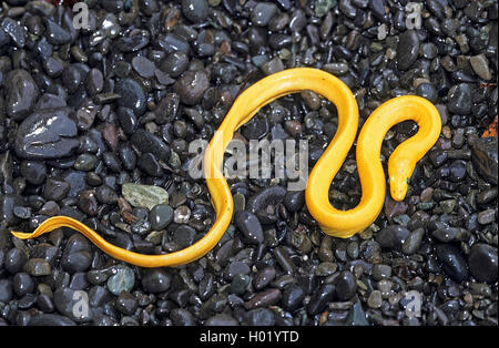 Yellow-bellied sea serpent, serpent de mer pélagiques (Pelamis platurus), sur les galets sur la plage, Costa Rica Banque D'Images