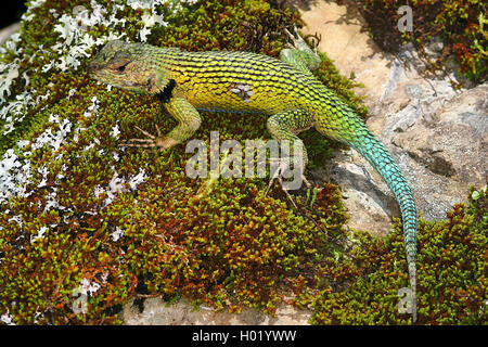 Tortue verte (Lézard Sceloporus malachiticus), homme, Costa Rica Banque D'Images