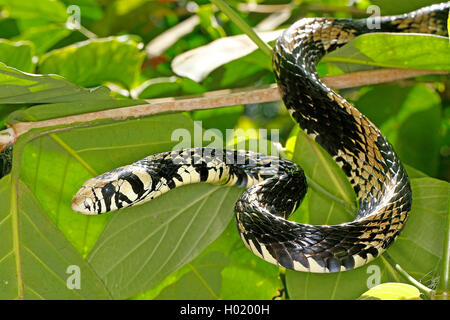 Poulet Tropical, Tiger snake Couleuvre obscure (Spilotes pullatus), Portrait, Costa Rica Banque D'Images