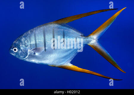 Gafftopsail pompano (Trachinotus rhodopus), natation, Costa Rica Banque D'Images