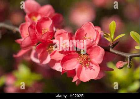 Cognassier du Japon (Chaenomeles japonica, Choenomeles japonica), fleur Banque D'Images