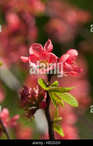 Cognassier du Japon (Chaenomeles japonica, Choenomeles japonica), fleur Banque D'Images