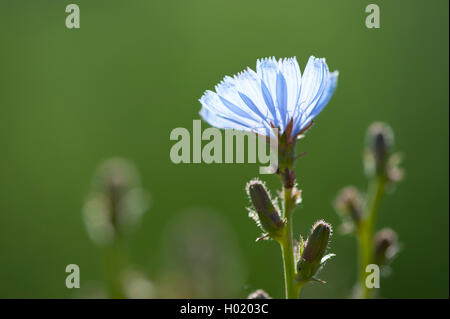 Les marins bleu commun, chicorée, wild succory (Cichorium intybus), blooming, Allemagne Banque D'Images