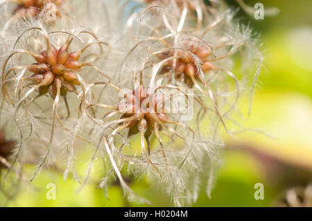 La joie des voyageurs, Old Man's Beard (Clematis vitalba), la fructification, Allemagne Banque D'Images