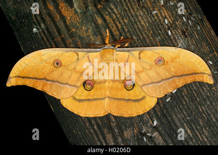 Papillon de soie japonais, japonais (Antheraea yamamai silkmoth chêne), siège au bois, Autriche Banque D'Images