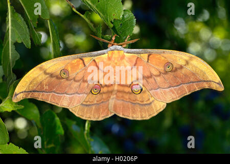 Papillon de soie japonais, japonais (Antheraea yamamai silkmoth chêne), Femme, Autriche Banque D'Images
