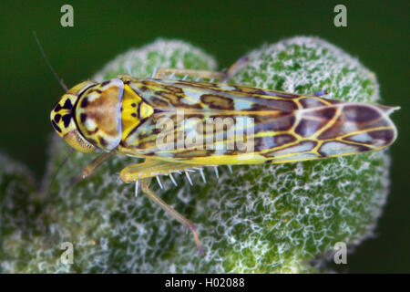 Cicadelles Eupteryx Ligure (decemnotata), est assis sur des feuilles velues, Allemagne Banque D'Images