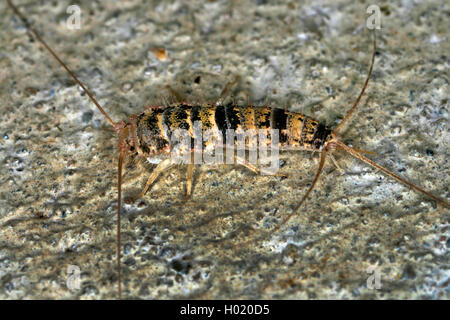 Firebrat (Thermobia domestica, thermophila, furnorum Lepismodes inquilinus), sur le terrain, Autriche Banque D'Images