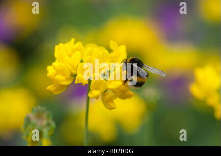 La vesce de Scorpion (Coronilla coronata), blooming, Allemagne Banque D'Images