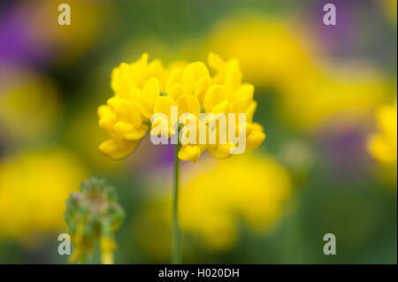 La vesce de Scorpion (Coronilla coronata), blooming, Allemagne Banque D'Images