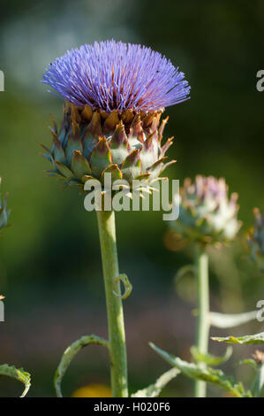 Chardon d'artichaut, le cardon (Cynara cardunculus, Cynara scolymus), blooming Banque D'Images