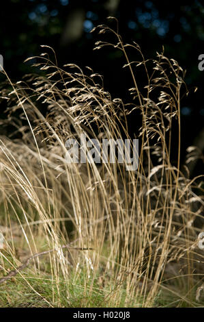 Les cheveux ondulés, frisés à graminées Deschampsia flexuosa, deschampsie (Avenella flexuosa), la floraison, Allemagne Banque D'Images