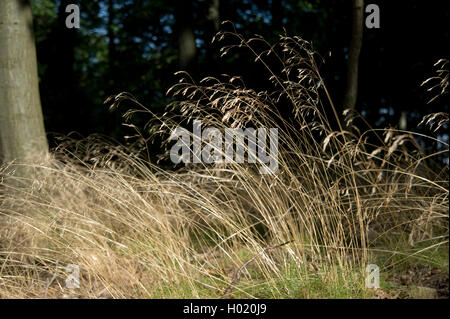 Les cheveux ondulés, frisés à graminées Deschampsia flexuosa, deschampsie (Avenella flexuosa), la floraison, Allemagne Banque D'Images