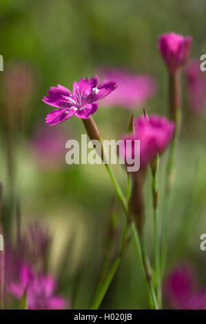 Rose de jeune fille (Dianthus deltoides), fleur, Allemagne Banque D'Images