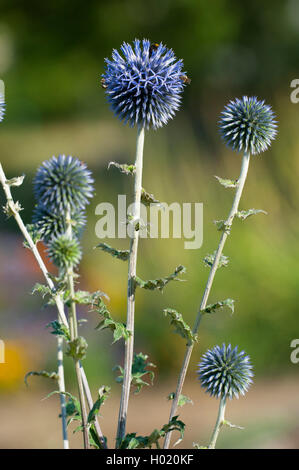 Blue globe thistle (Liatris spicata), blooming Banque D'Images