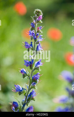 Blueweed, blue devil, la vipère La vipère commune, Vipérine commune Vipérine commune Echium vulgare (de), l'inflorescence, Allemagne Banque D'Images