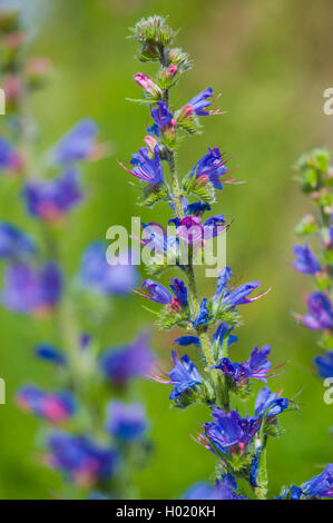 Blueweed, blue devil, la vipère La vipère commune, Vipérine commune Vipérine commune Echium vulgare (de), l'inflorescence, Allemagne Banque D'Images