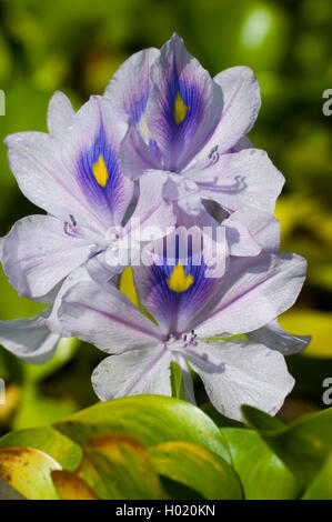 L'eau courante, waterhyacinth-jacinthe d'eau (Eichhornia crassipes), inflorescence Banque D'Images