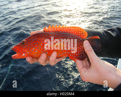 Bocasse à points bleus, la saumonée, coral hind (Cephalopholis miniata), dans les mains, Egypte, Mer Rouge Banque D'Images