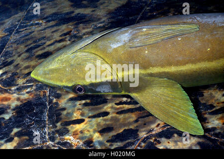 Sharksucker whitefin, Indienne, Remora, suckerfish sharksucker Echeneis naucrates (live), Portrait, Egypte, Mer Rouge Banque D'Images