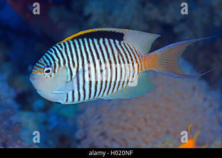 Zebra poissons-anges, poissons-anges Lyretail (Genicanthus caudovittatus), natation, Egypte, Mer Rouge Banque D'Images