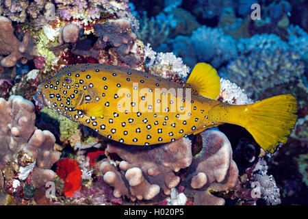 Blue-spotted boxfish, jaune à pois, boxfish boxfish (Ostracion cubicus, Ostracion tuberculatus), à la barrière de corail, l'Égypte, Mer Rouge Banque D'Images