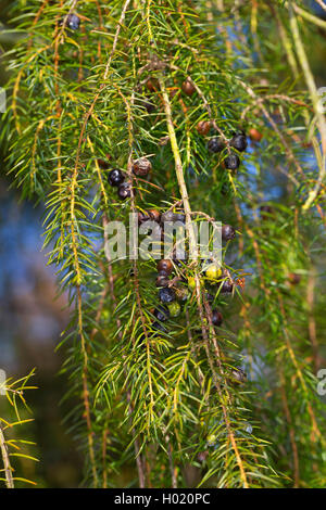 Temple de genièvre, genévrier (Juniperus rigida), de la direction générale aux fruits rouges Banque D'Images