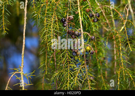 Temple de genièvre, genévrier (Juniperus rigida), de la direction générale aux fruits rouges Banque D'Images