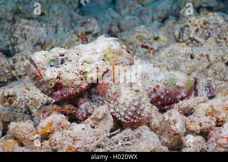 Faux poisson-pierre, Devil poisson-pierre (Scorpaenopsis diabolus), sur fond de mer, de l'Égypte, Mer Rouge Banque D'Images