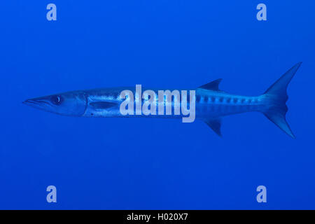 Barracuda (Sphyraena qenie blackfin), natation, Egypte, Mer Rouge Banque D'Images